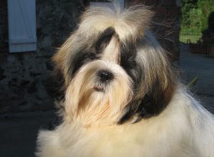 chien shih tzu couché tout en poil de couleur noire et blanche