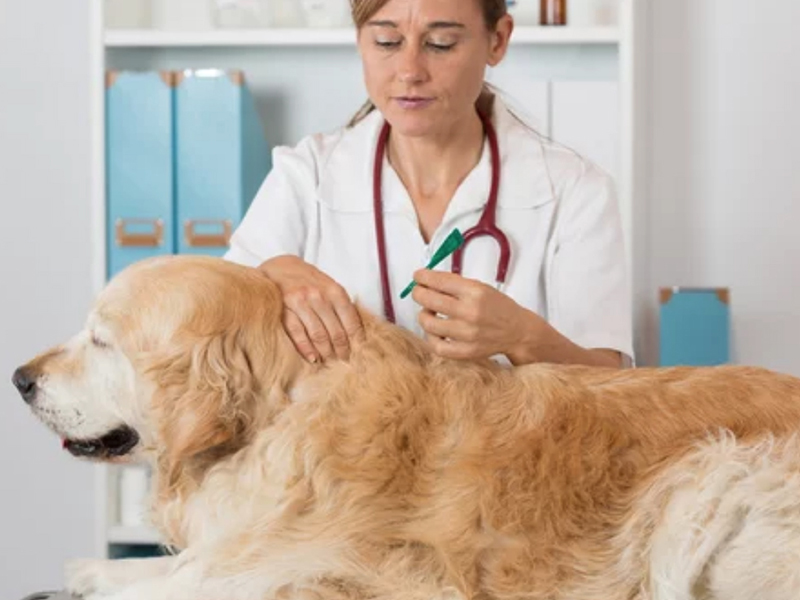 photo représentant une vétérinaire entrain de vermifuger un chien golden retriever