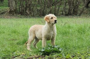 photo de plein pied du chien femelle reproductrice Russie