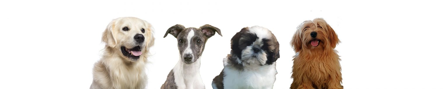 bandeau de présentation des différentes races de chiens présentes à l'élevage de l'éternel Mitness