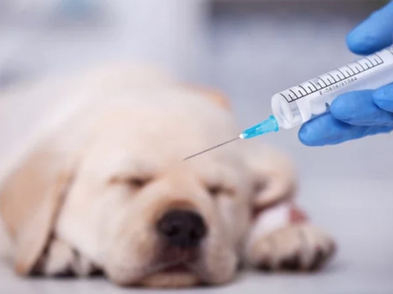 photo représentant une vétérinaire vaccinant un chiot golden retriever
